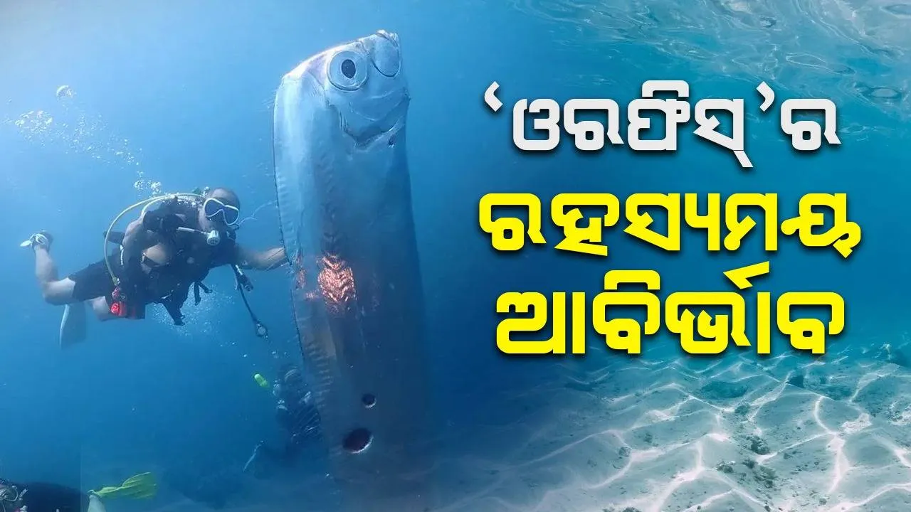  ‘ଓରଫିସ୍‌’ର ରହସ୍ୟମୟ ଆବିର୍ଭାବ