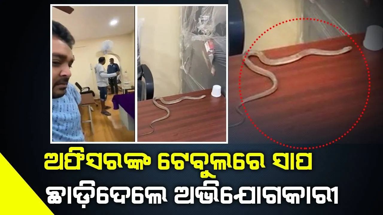  ଅଭିଯୋଗ ଶୁଣିଲେନି ଅଫିସର, ଅଫିସ ଟେବୁଲରେ ଜିଅନ୍ତା ସାପକୁ ଛାଡିଦେଲେ ଅଭିଯୋଗକାରୀ