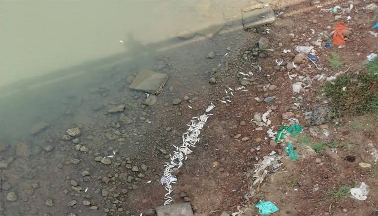  ବାହୁଦା ମୁହାଣରେ କୁଢ଼କୁଢ଼ ମଲାମାଛ