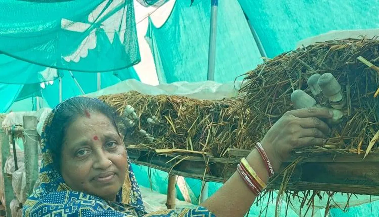  ସଫଳ ଛତୁ ଚାଷୀ ପ୍ରମିଳା