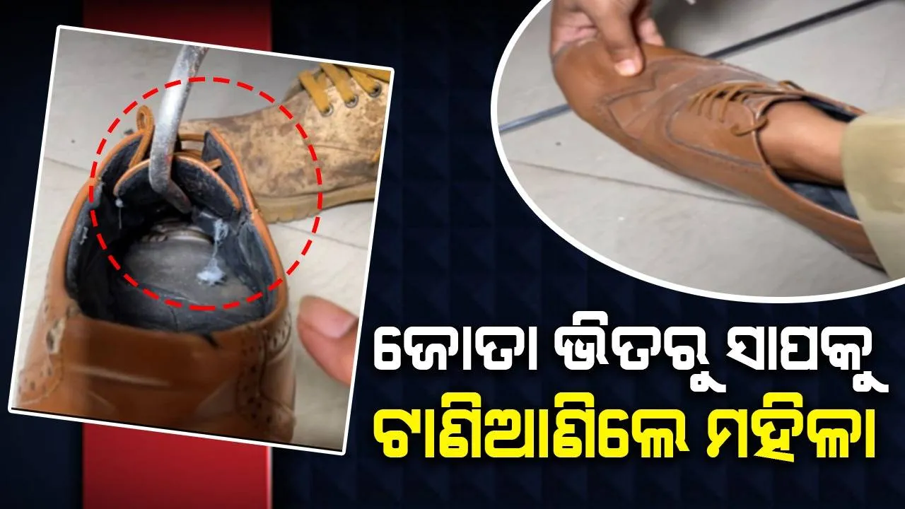  ଜୋତା ଭିତରେ ଲୁଚି ରହିଥିଲା ସାପ, ହାତ ପୂରାଇ ବାହାରକୁ ଟାଣି ଆଣିଲେ ମହିଳା; ଦେଖନ୍ତୁ ଭିଡିଓ