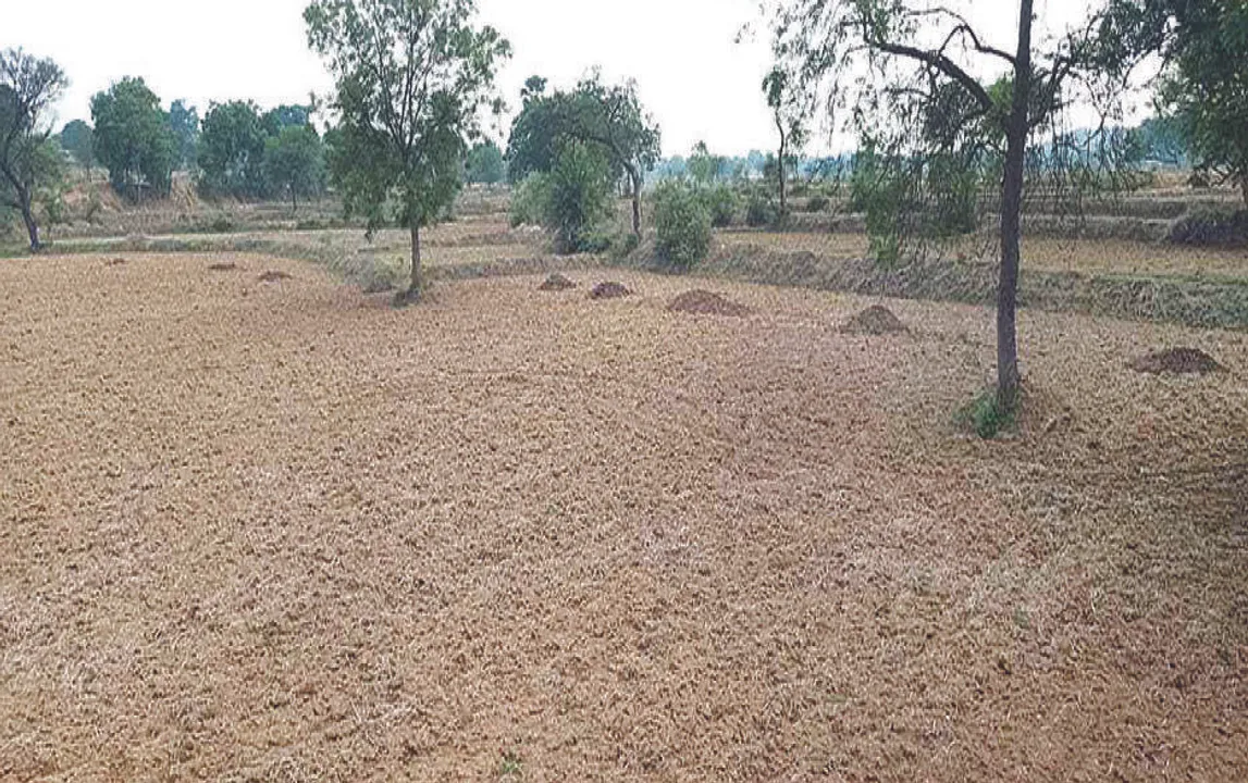  ଏଥର ବୁଣା କମିବ, ରୁଆ ବଢ଼ିବ: ୧୫% ଜମିରେ ସୀମିତ ଧାନ ଚାଷ