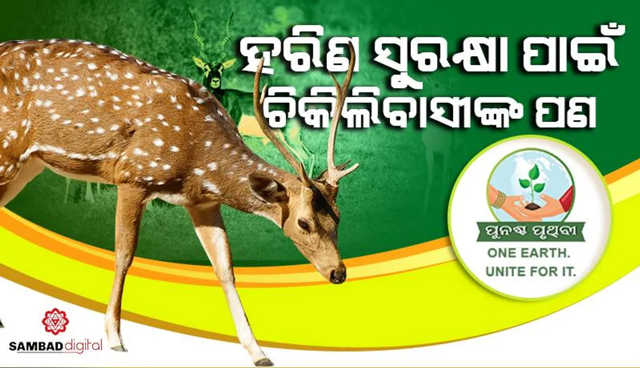  ହରିଣ ସୁରକ୍ଷା ପାଇଁ ଚିକିଲିବାସୀଙ୍କ ପଣ