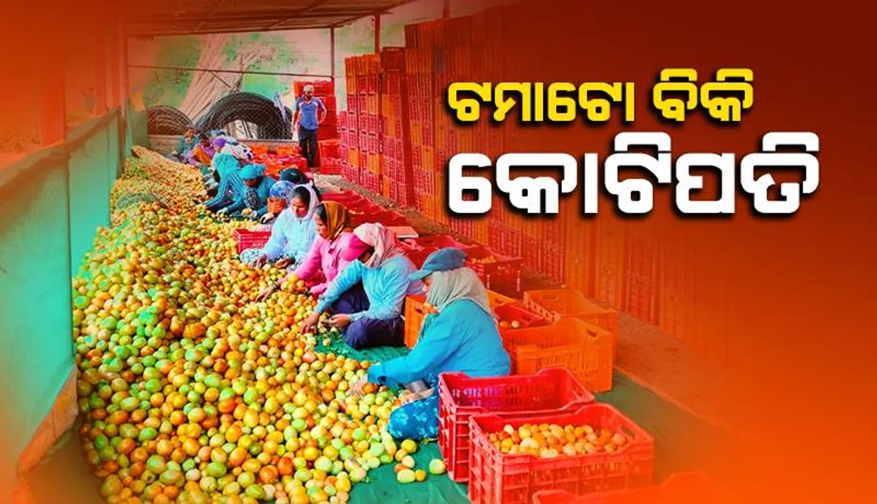  ଅନେକଙ୍କର ବଦଳିଲାଣି ଭାଗ୍ୟ: ଟମାଟୋ ବିକ୍ରି କରି ମାସକ ଭିତରେ କୋଟିପତି ହେ‌ଲେ ଚାଷୀ