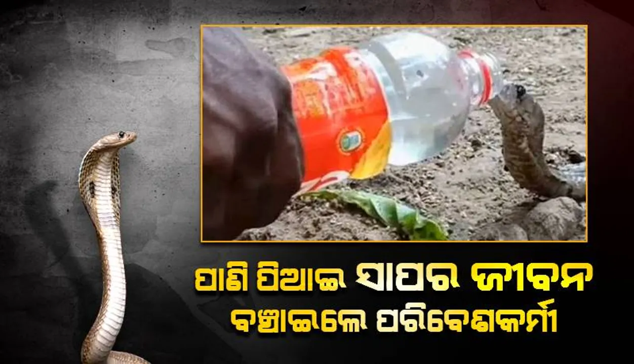  ବୋତଲରୁ ପାଣି ପିଆଇ ଦରମରା ନାଗସାପର ଜୀବନ ବଞ୍ଚାଇଲେ ପରିବେଶକର୍ମୀ