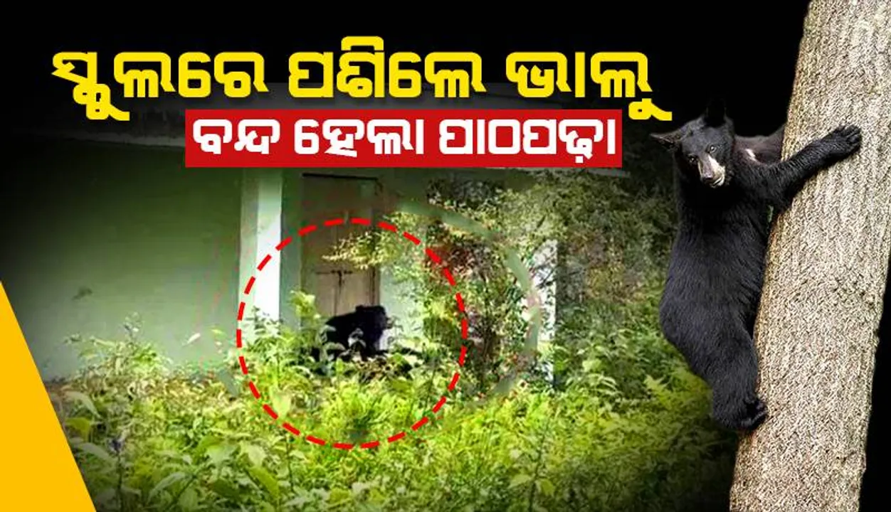  ସ୍କୁଲରେ ପଶିଲେ ଭାଲୁ, ପାଠପଢ଼ା ଅଧାରୁ ବନ୍ଦ