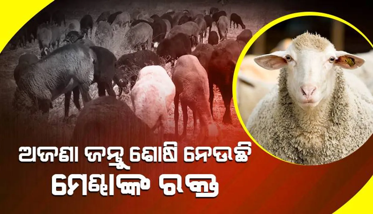  ଢେଙ୍କାନାଳରେ ମେଣ୍ଢା ମଡ଼କ: ଅଜଣା ଜନ୍ତୁ ଶୋଷି ନେଉଛି ରକ୍ତ