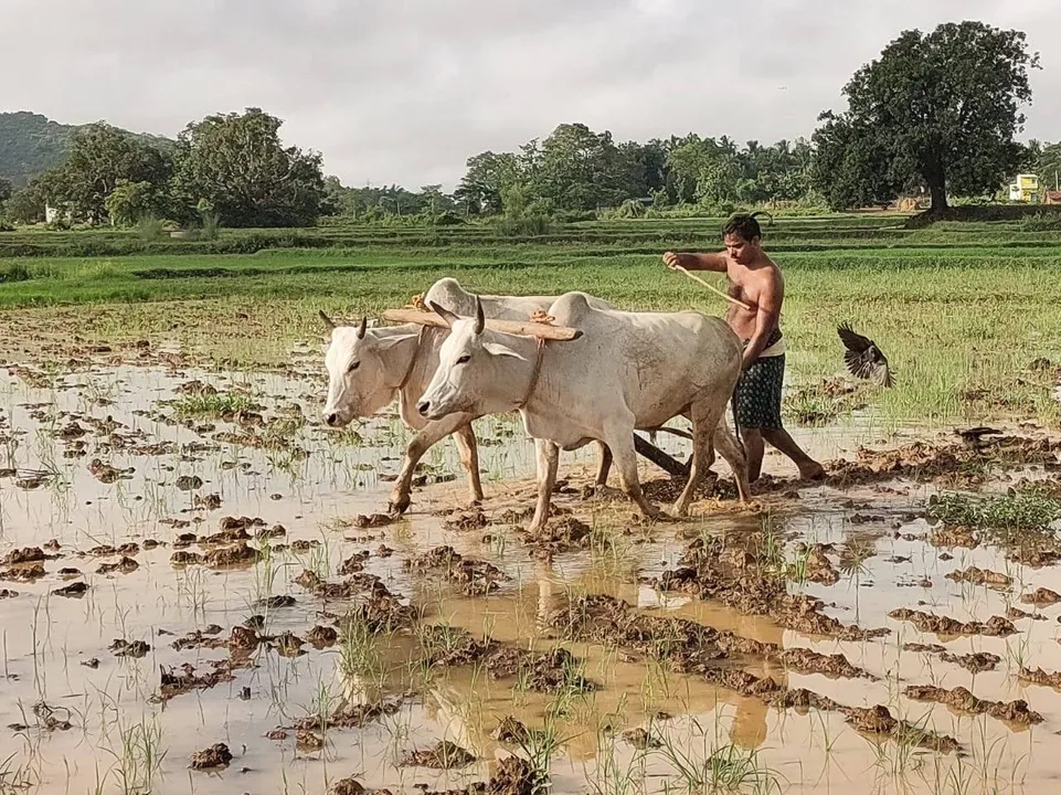  ବିଳମ୍ବିତ ଖରିଫ୍‌ ଚାଷ, ବଢ଼ୁନି ଚାଷୀ ପଞ୍ଜୀକରଣ