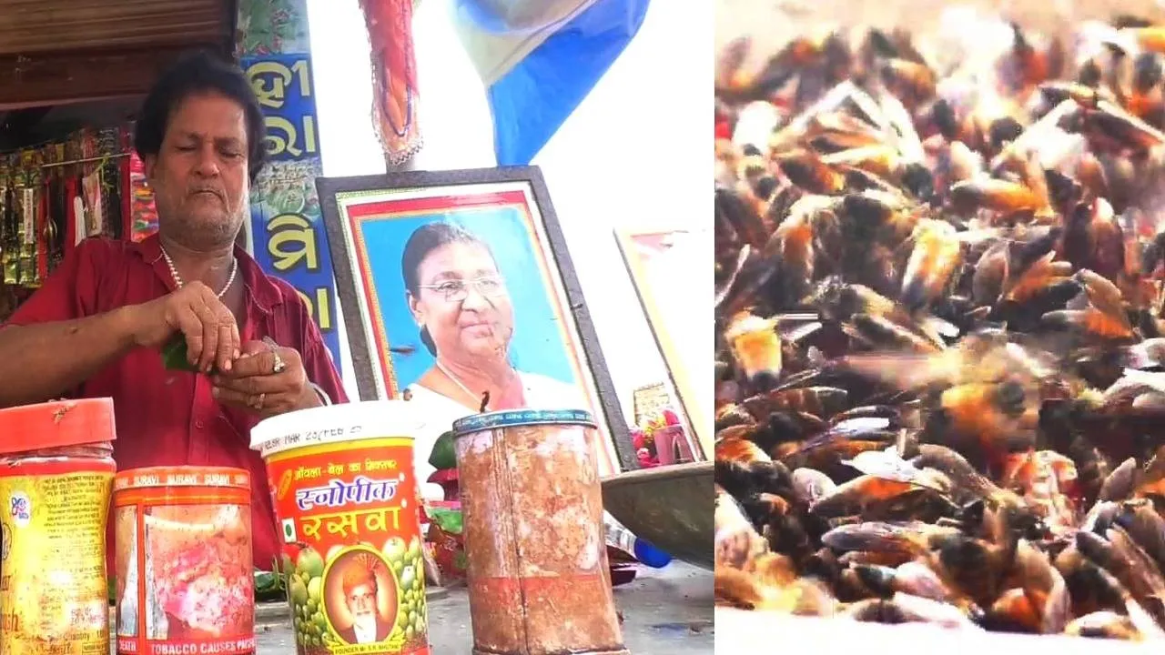  ପାନ ଦୋକାନରେ ମହୁମାଛିଙ୍କ ଆସର; ସକାଳେ ଆସନ୍ତି, କାହାରିକୁ କ୍ଷତି ପହଞ୍ଚାନ୍ତି ନାହିଁ