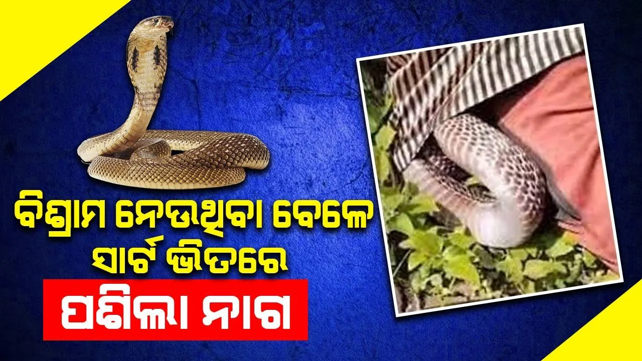  ଭୟାବହ ଦୃଶ୍ୟ; ଚାଷୀଙ୍କ ସାର୍ଟ ଭିତରେ ପଶିଲା ନାଗ ସାପ