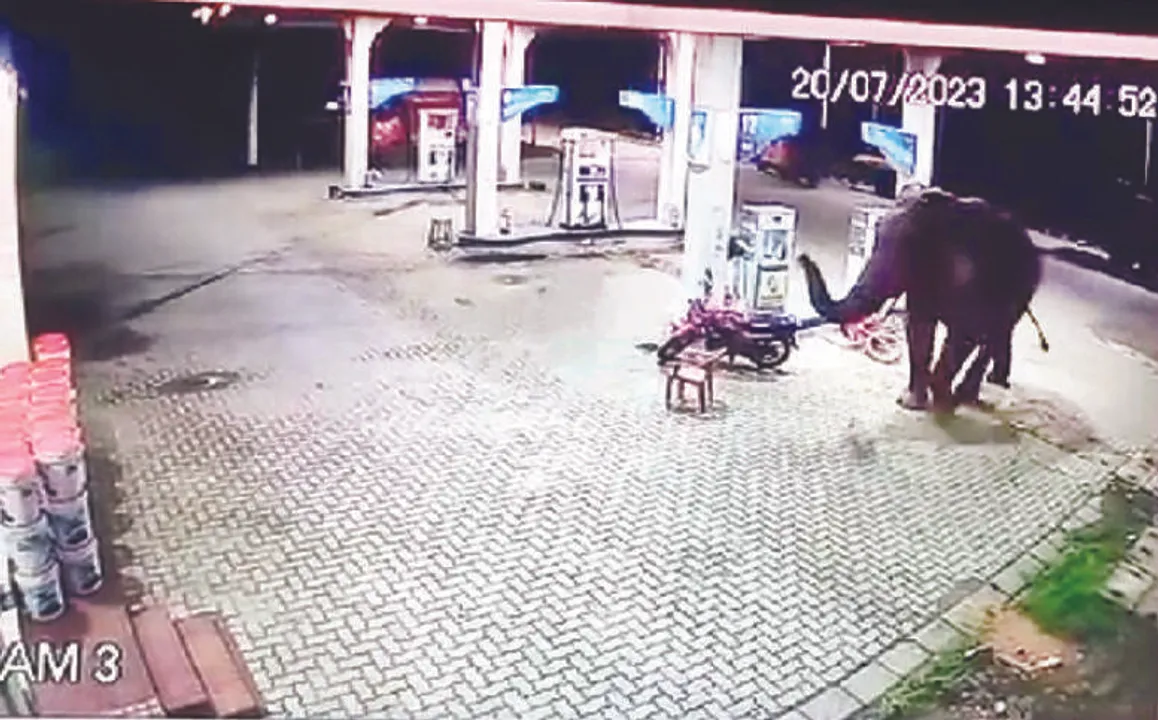  ପେଟ୍ରୋଲ ପମ୍ପ୍‌ରେ ପଶିଲା ବଣୁଆ ହାତୀ
