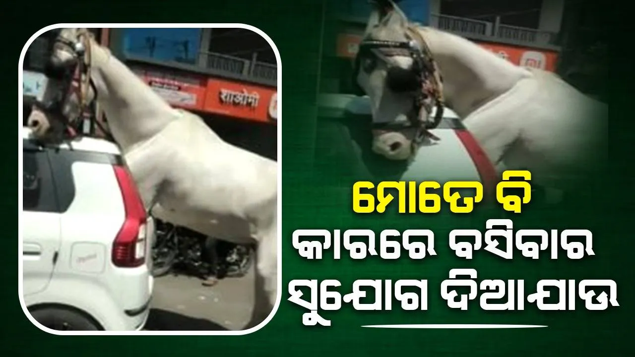  ରାସ୍ତାରେ ଛିଡ଼ା ହୋଇଥିବା କାର ଭିତରେ ପ୍ରବେଶ ପାଇଁ କାଚ ଭାଙ୍ଗିଦେଲା ଘୋଡ଼ା