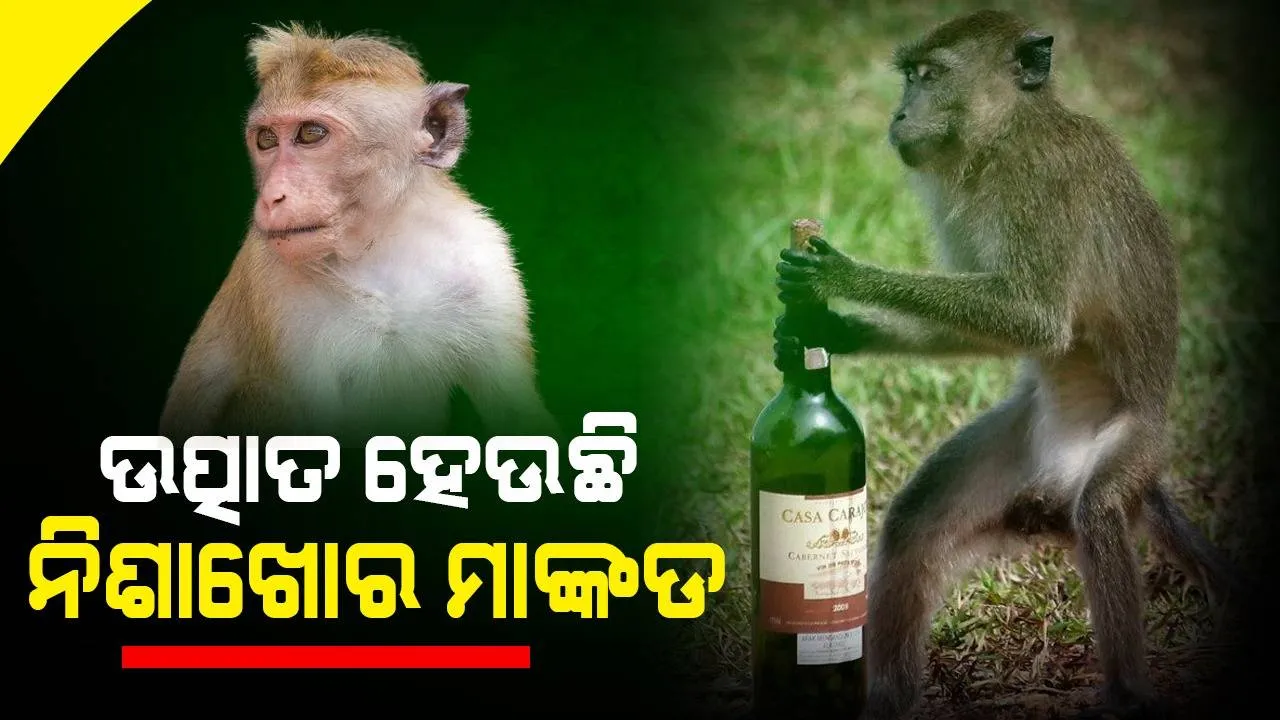  ମଦ ନିଶାରେ ଚୁର ମାଙ୍କଡର କାରନାମା, ୪୦୦୦ ଲୋକଙ୍କୁ କଲାଣି ଶିକାର