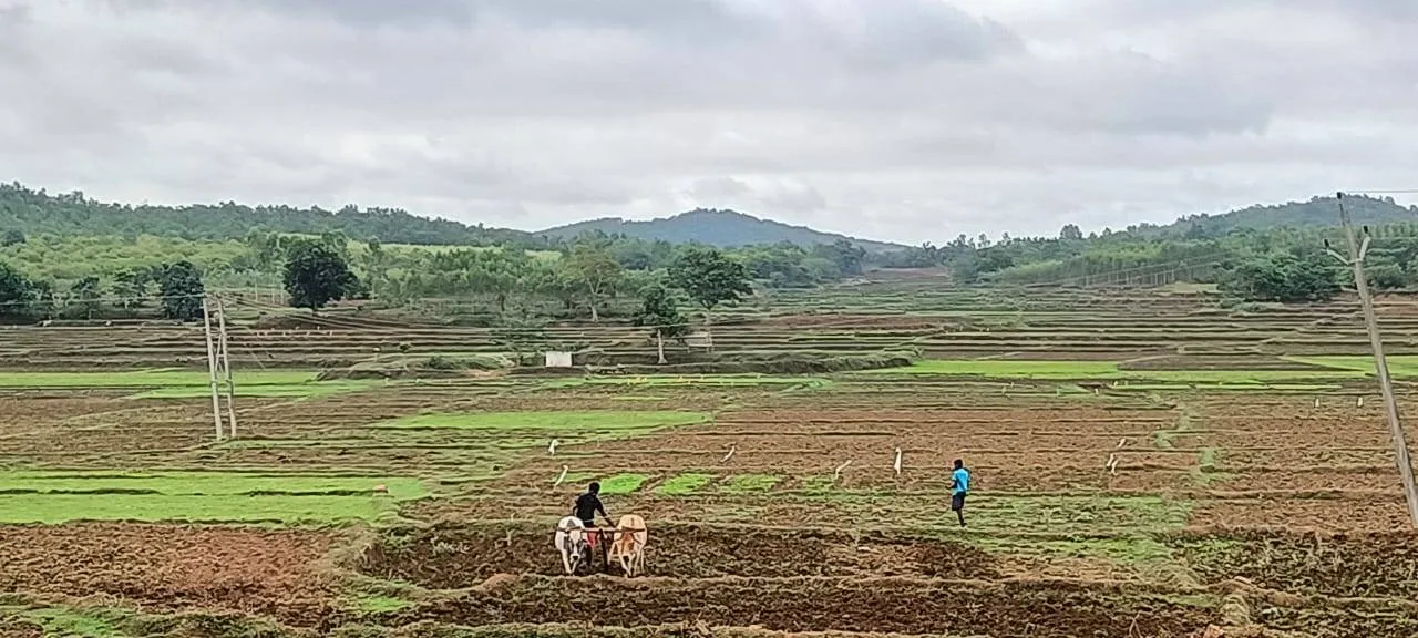  ଖରିଫ ଚାଷୀ ପାଇଁ ପ୍ରସ୍ତୁତି: ଧାନ ରୁଆ ବିଳମ୍ବ, ମିଳୁନି ସାର