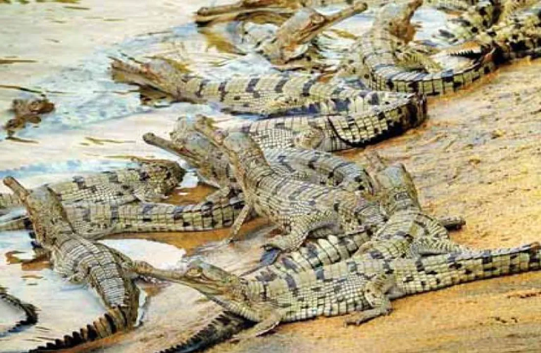  ସାତକୋଶିଆ ଗଣ୍ଡରୁ ଆଣି ଘଡ଼ିଆଳ ଶାବକଙ୍କୁ ଟିକରପଡ଼ାରେ ରଖିଲା ବନ ବିଭାଗ