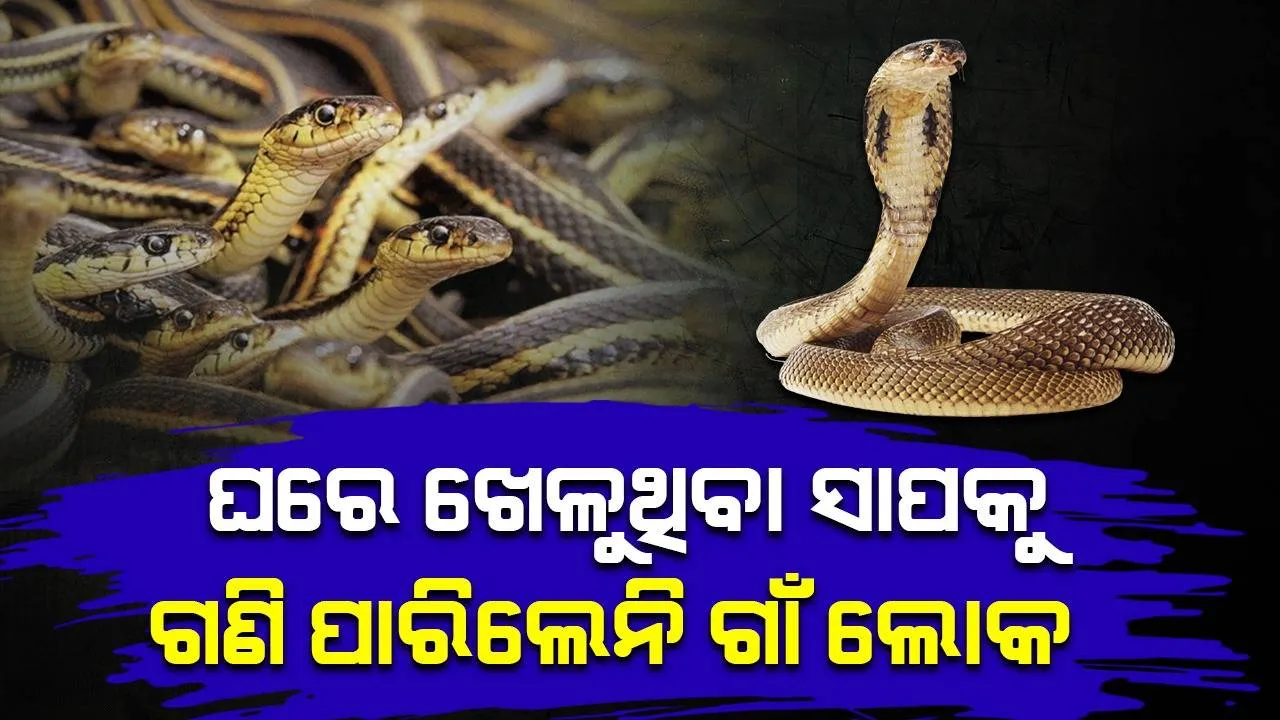  ଶ୍ରାବଣରେ ସାପ ବର୍ଷା: କିଏ ଭୟରେ କମ୍ପିଲେ ତ କିଏ ଭକ୍ତିରେ ହାତ ଯୋଡ଼ି ପକାଇଲେ