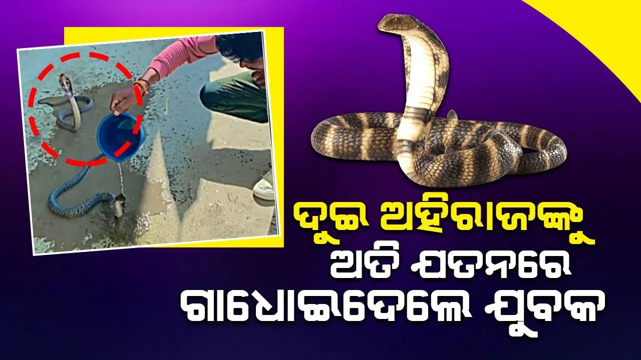  ଅହିରାଜଙ୍କୁ ପାଣି ଢାଳି ଗାଧୋଇ ଦେଉଛନ୍ତି ଯୁବକ, ସୋସିଆଲ୍‌ ମିଡିଆ ବ୍ୟବହାରକାରୀ ଲେଖି ଚାଲିଛନ୍ତି ‘ହର ହର ମହାଦେବ‘