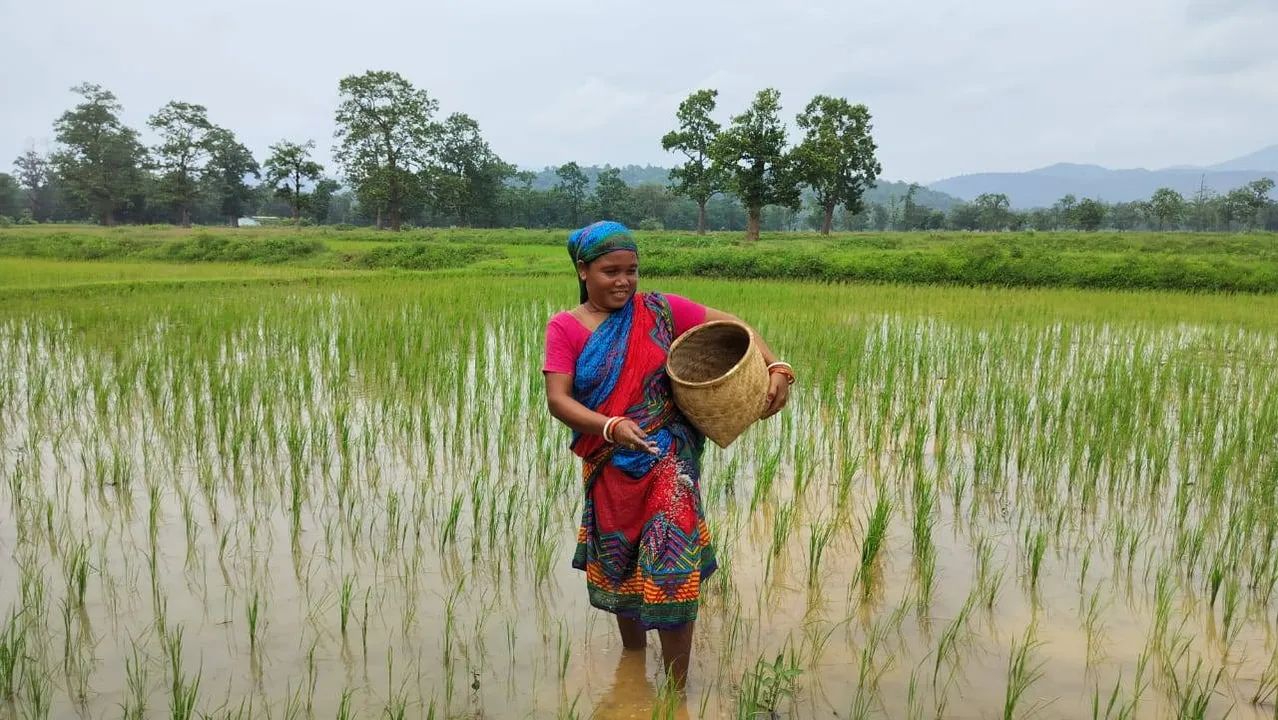  ସୁକିନ୍ଦା ବ୍ଲକ୍‌ ଚିଙ୍ଗୁଡ଼ିପାଳ ପଞ୍ଚାୟତ କେନ୍ଦୁବଣି ଗାଁର ଜାନ ଲାଗୁରି ଚାଷ କାମରେ ନିୟୋଜିତ। (ଫଟୋ: ରବିନାରାୟଣ କର, କାଳିଆପାଣି)