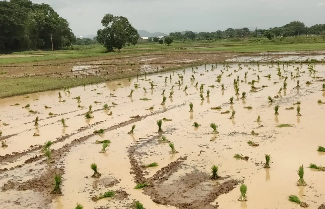  ପିଏମ୍‌ ଫସଲବୀମା ସମୟସୀମା ଆଉ ଦିନେ ବାକି, ବୀମାଭୁକ୍ତ ହୋଇନି ଗଞ୍ଜାମର ଅଧିକାଂଶ ଜମି