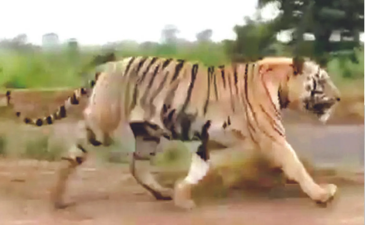  ଆନ୍ଧ୍ର-ଓଡ଼ିଶା ସୀମାରେ ମହାବଳ! ଭିଡିଓ ଭାଇରାଲ ପରେ ଆତଙ୍କ