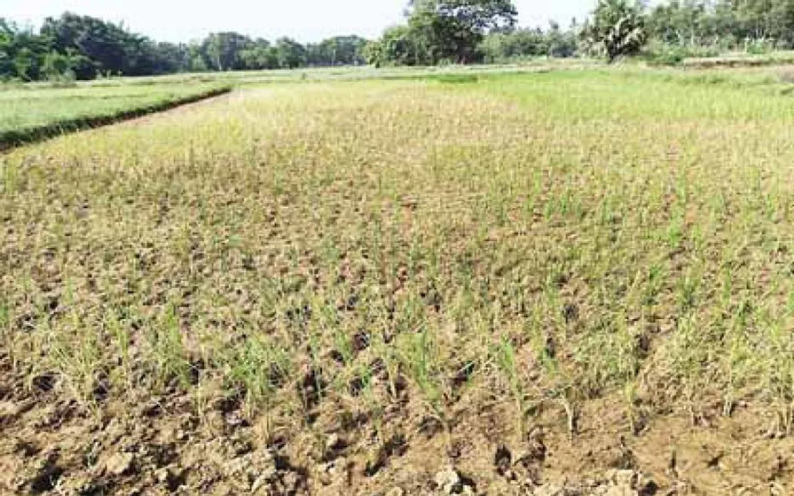  ଗଞ୍ଜାମରେ ଖରିଫ ସ୍ଥିତି ସଂଗିନ: ଅଗଷ୍ଟରେ ୫୦%ରୁ କମ୍‌ ବର୍ଷା