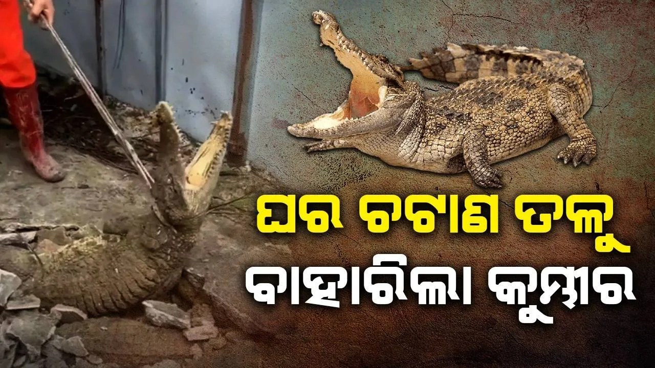  ଅଦ୍ଭୁତ ଶବ୍ଦ ଶୁଣି ଘର ଚଟାଣ ଫଟାଇବା ପରେ ବାହାରିଲେ ୩ଟି କୁମ୍ଭୀର
