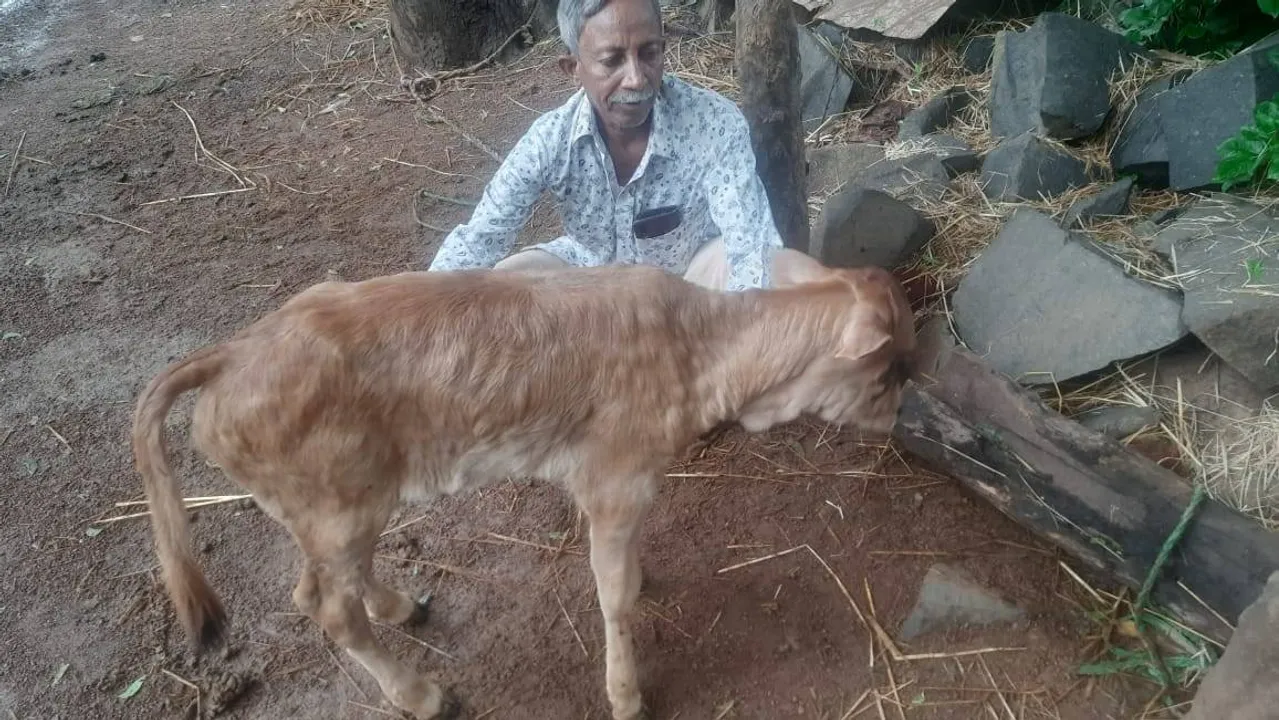  ଗାଈଗୋରୁଙ୍କୁ ଚର୍ମଗଣ୍ଡି ରୋଗ ଚିହ୍ନଟ, ଚିନ୍ତାରେ ଚାଷୀ 