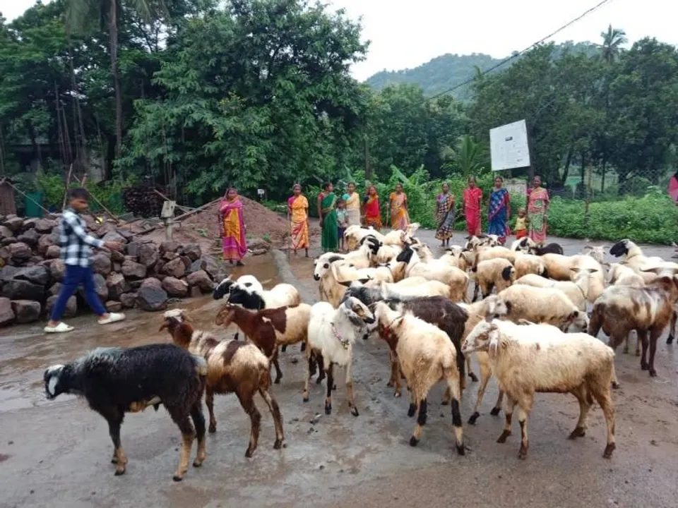  Sambad 