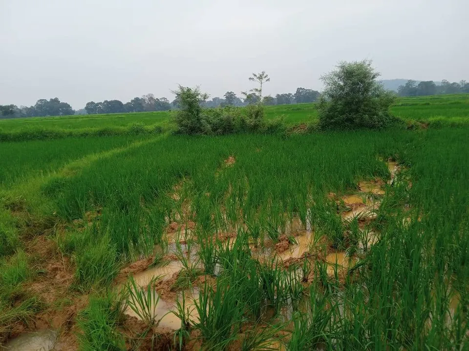  ଧାନଫସଲ ଉଜାଡ଼ିଲେ ହାତୀପଲ