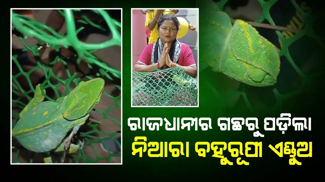  ଅଚାନକ ଗଛରୁ ତଳକୁ ଖସିପଡ଼ିଲା ନିଆରା ପ୍ରଜାତିର ବହୁରୂପୀ ଏଣ୍ଡୁଅ; ଦେଖିବାକୁ ପ୍ରଶାନ୍ତି ବିହାରରେ ଜମିଲା ଲୋକଭିଡ଼