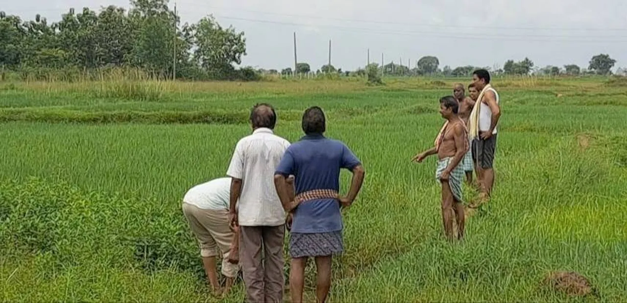  ଧାନଫସଲରେ ବ୍ୟାପୁଛି ପତ୍ରପୋଡ଼ା ରୋଗ: କୀଟନାଶକ ପକାଇ ନୟାନ୍ତ ହେଲେଣି ଚାଷୀ