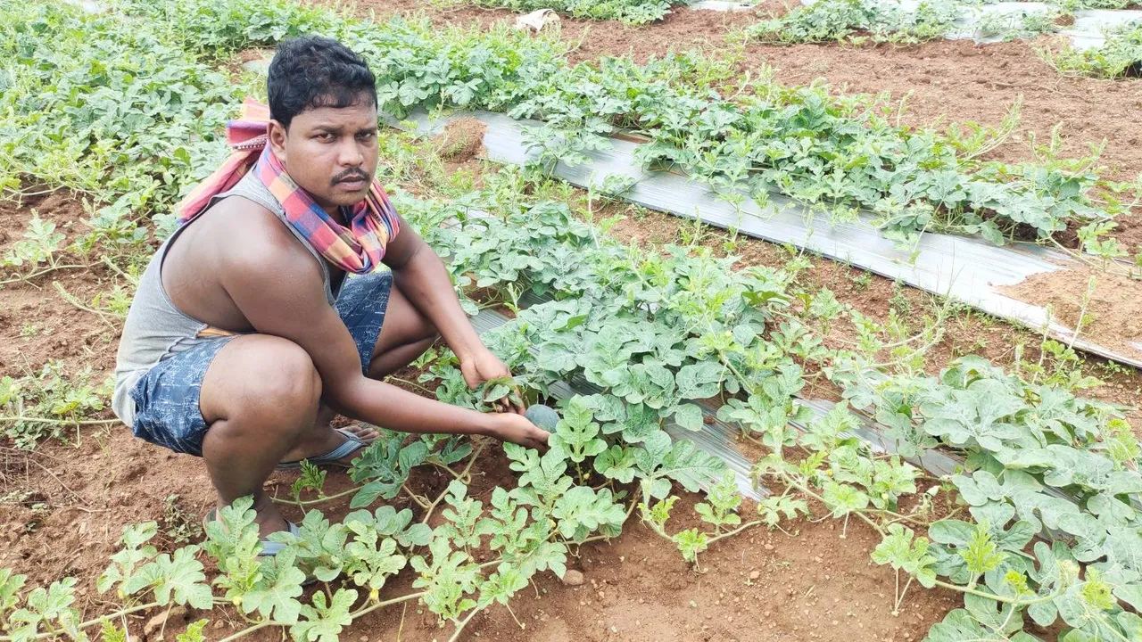  ତେଲକୋଇରେ ଶୀତଦିନିଆ ତରଭୁଜ ଚାଷ: ଆସାମ, ପଶ୍ଚିମବଙ୍ଗରେ ରହିଛି ଚାହିଦା