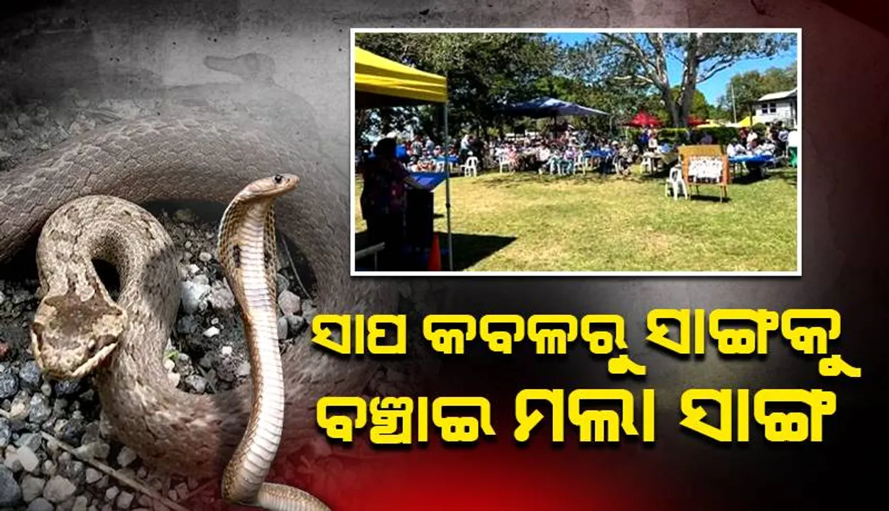  ସାଙ୍ଗ ଗୋଡ଼ରେ ଗୁଡ଼ାଇ ହୋଇଗଲା ସାପ; ଖୋଲୁଥିବା ଆର ସାଙ୍ଗକୁ ଦଂଶି ଜୀବନ ନେଲା ସାପ
