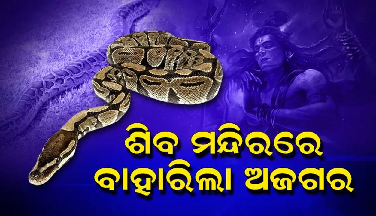  ଶିବମନ୍ଦିରରେ ଅଭିଷେକ ଚାଲୁଥିବା ବେଳେ ବାହାରିଲା ବିଶାଳ ଅଜଗର