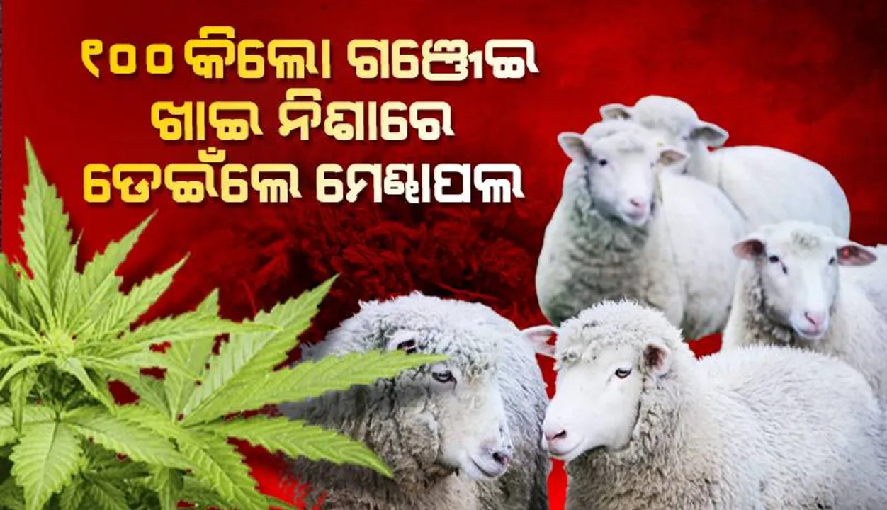  ୧୦୦ କିଲୋ ଗଞ୍ଜେଇଗଛ ଖାଇଗଲେ ଭୋକିଲା ମେଣ୍ଢାପଲ; ନିଶା ଚଢ଼ିଯିବାରୁ…