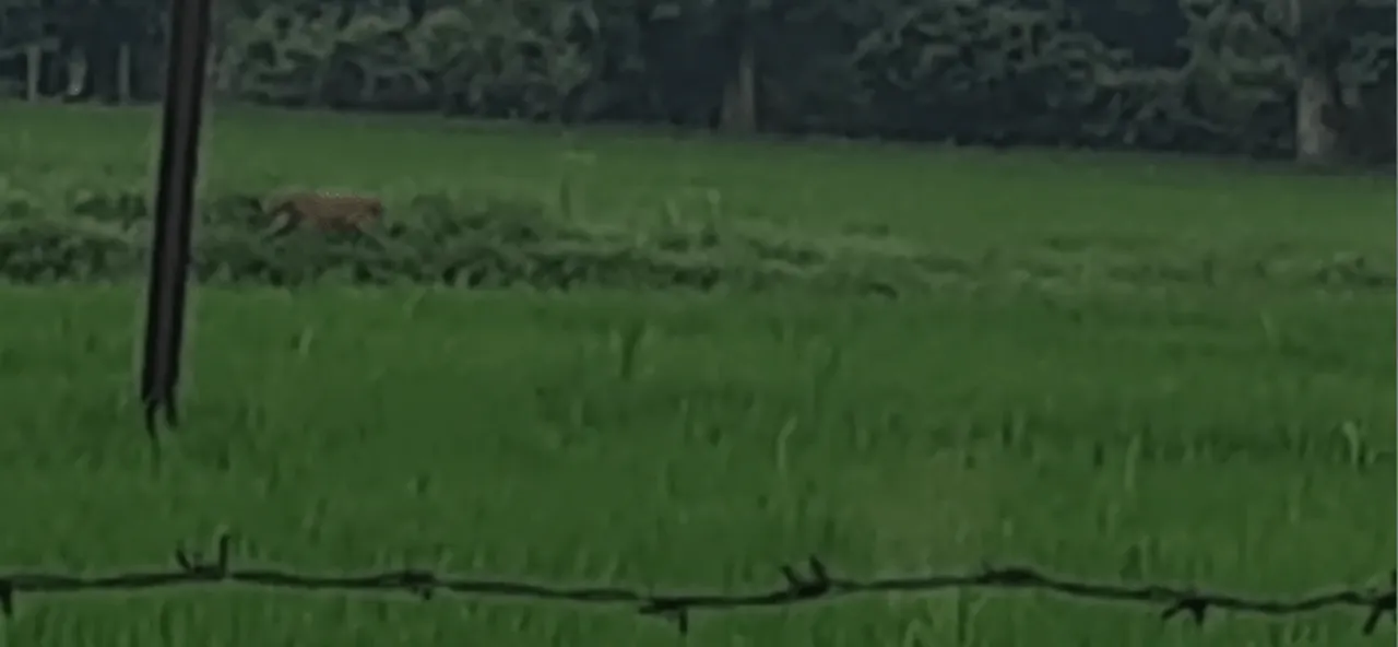  ଉଲୁଣ୍ଡାରେ ମହାବଳ ବାଘ