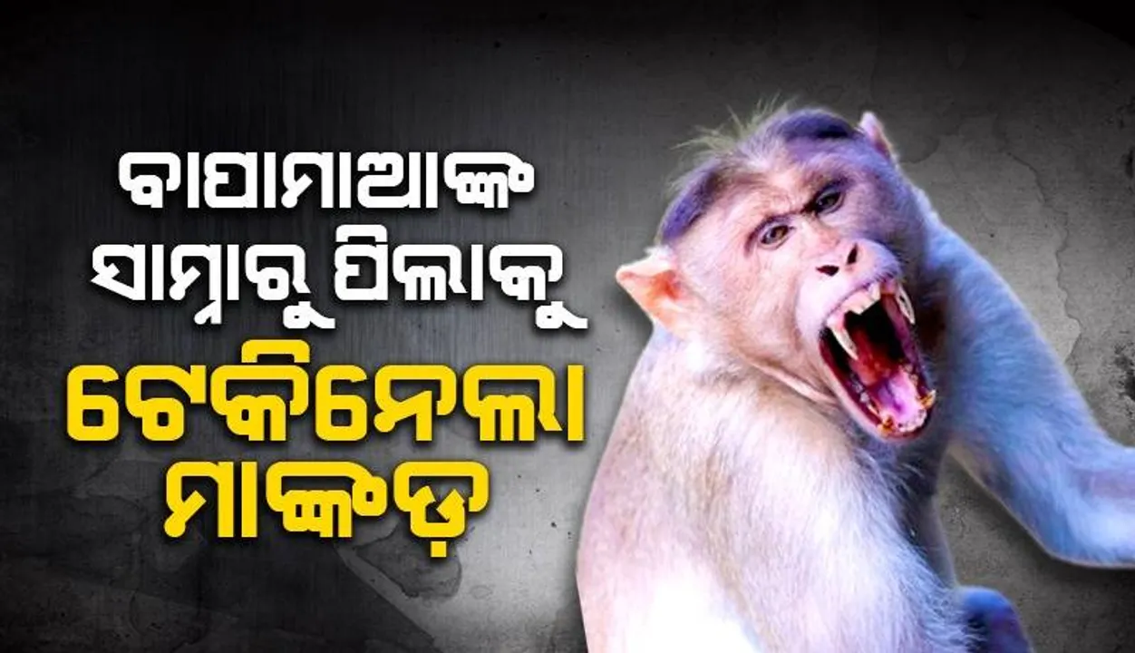  ବାପାମାଆ କ୍ଷେତରେ କାମ କରୁଥିବା ବେଳେ କୁନି ପିଲାକୁ ଟେକି ନେଲା ମାଙ୍କଡ଼