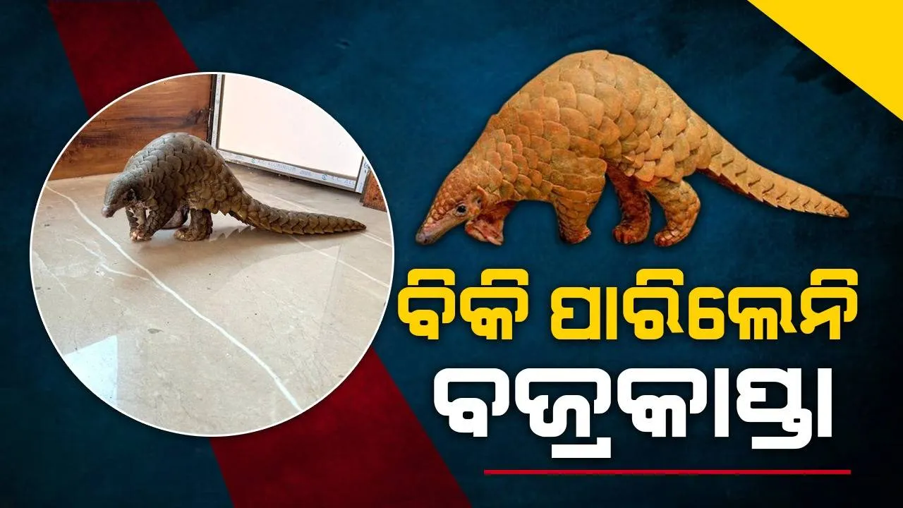  ବଜ୍ରକାପ୍ତା ଚାଲାଣ ପାଇଁ ଗ୍ରାହକଙ୍କ ଅପେକ୍ଷାରେ ଥିଲେ ଚାଲାଣକାରୀ, ମାଡ଼ି ବସିଲା ଏସ୍‌ଟିଏଫ୍‌