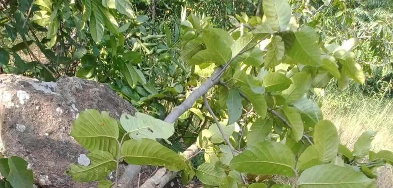  ହାତୀ ଆକ୍ରମଣରେ ଗାଈଚରାଳିଙ୍କ ମୃତ୍ୟୁ: ଦୁଇଦିନ ହେଲା ନିଖୋଜ ଥିଲେ ମୃତକ