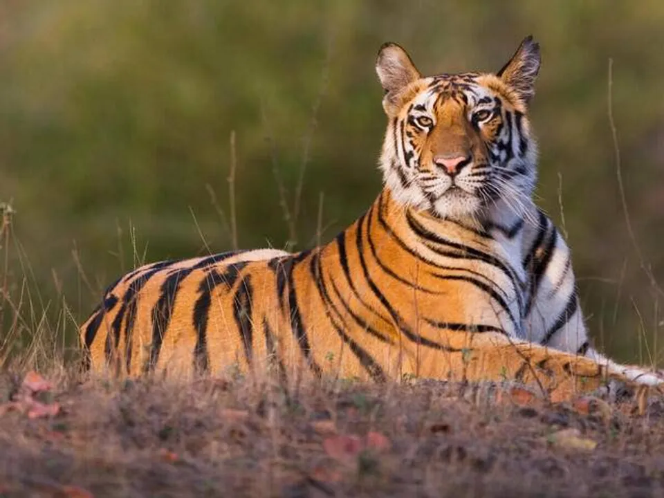  worldwildlife.org 