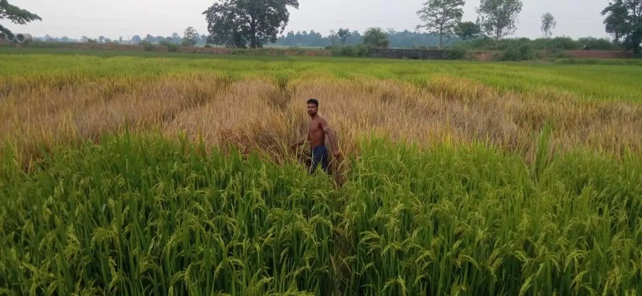  ଧାନ ଫସଲରେ ମାଡ଼ିଗଲାଣି ଚକଡ଼ା ପୋକ