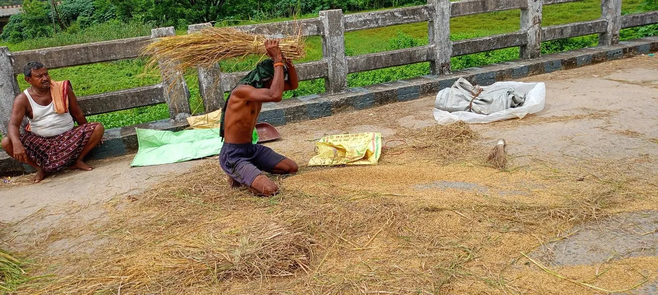  ଆରମ୍ଭ ହେଲାଣି ଧାନ ଅମଳ: ମଣ୍ଡି ଖୋଲିନି, ଦଲାଲ ସକ୍ରିୟ