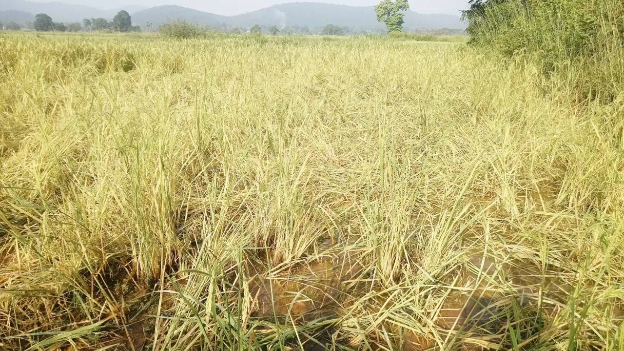  ହାତୀ ମୁହଁରେ ଯାଉଛି ପାଚିଲାଧାନ: ତେଲକୋଇରେ ୩ ଦଳ ହୋଇ ବୁଲୁଛନ୍ତି ୩୭ ହାତୀ