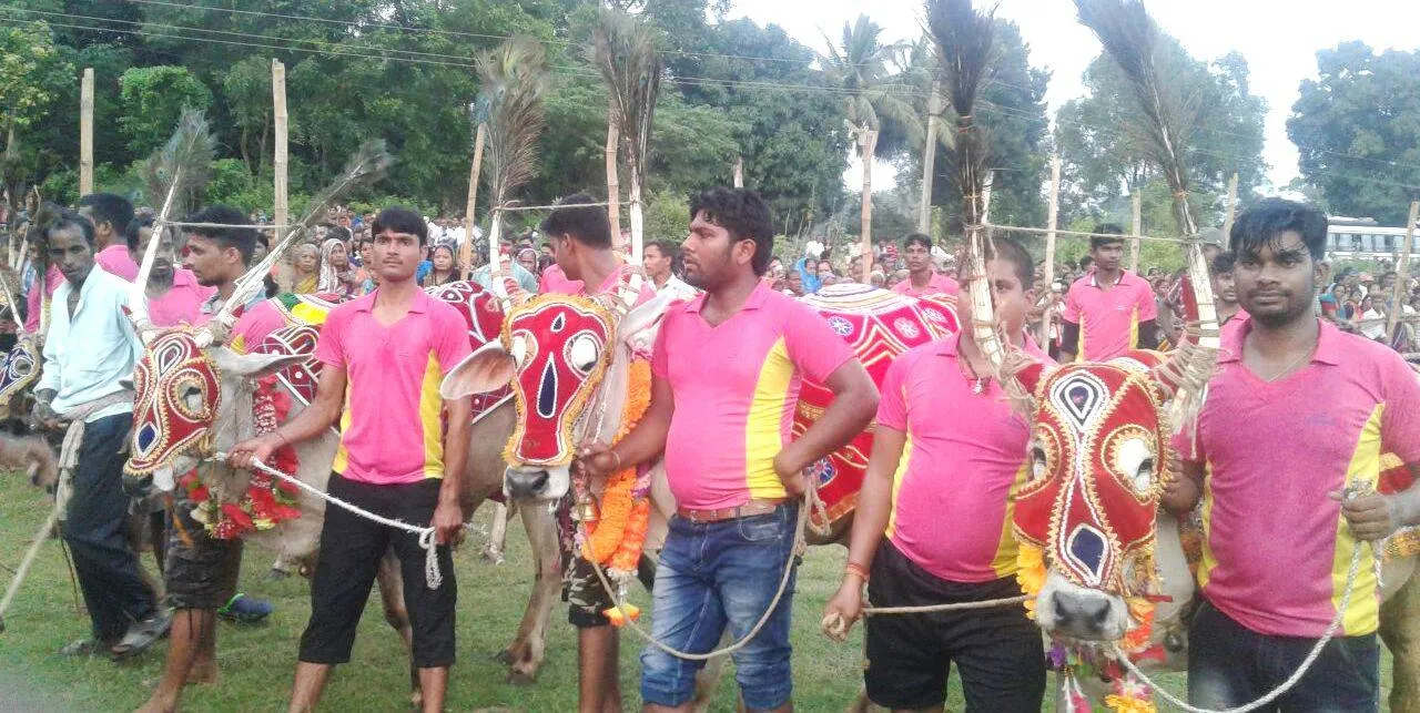  ଦଶହରାରର ଅନନ୍ୟ ପରମ୍ପରା, କେଶଦୁରାପାଳର ବଳଦଯାତ୍ରା