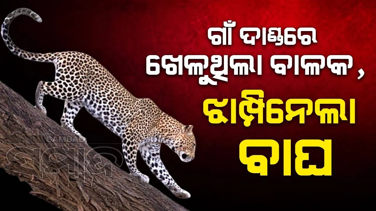  ଗାଁ ଦାଣ୍ଡରେ ଖେଳୁଥିବା ସମୟରେ ୮ ବର୍ଷ ବୟସର ବାଳକକୁ ଟେକିନେଲା କଲରାପତରିଆ, ଜଙ୍ଗଲରୁ ମୃତଦେହ ଉଦ୍ଧାର