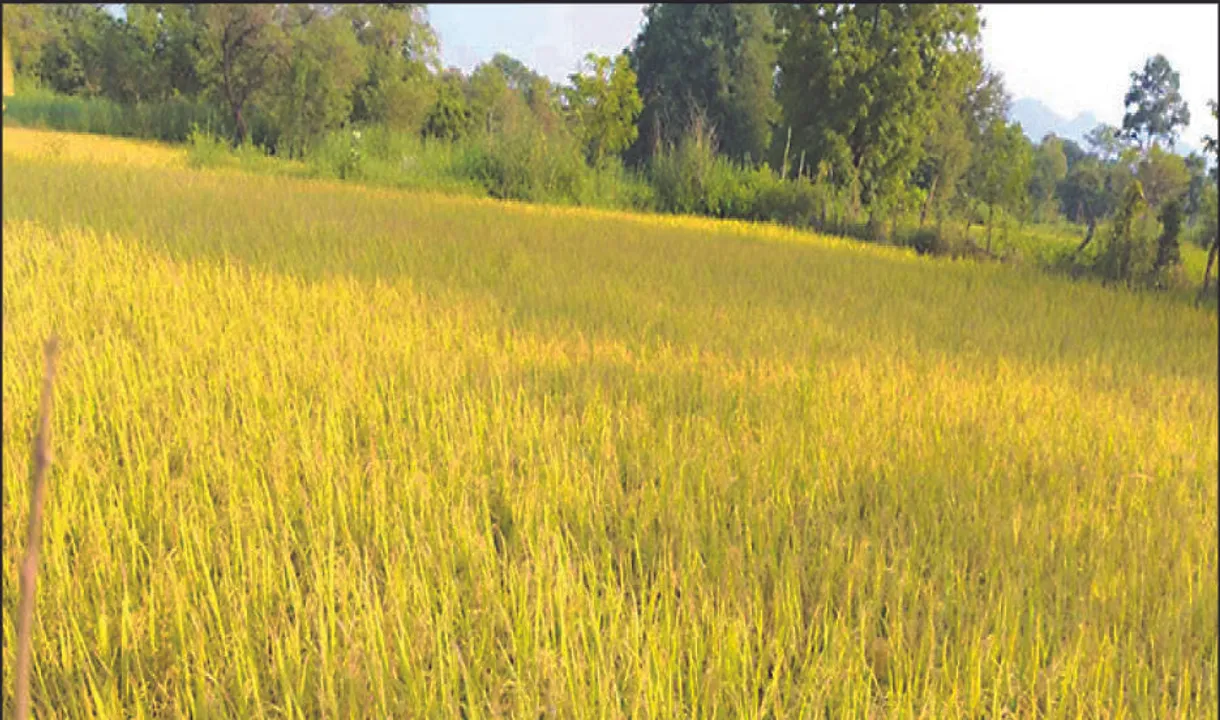  ପଦ୍ମପୁର ଉପଖଣ୍ଡରେ ଚାଷୀ ଦୁର୍ଦ୍ଦଶା: ଧାନ କ୍ବିଣ୍ଟାଲ୍‌ ୧୪ଶହରେ ବିକ୍ରି