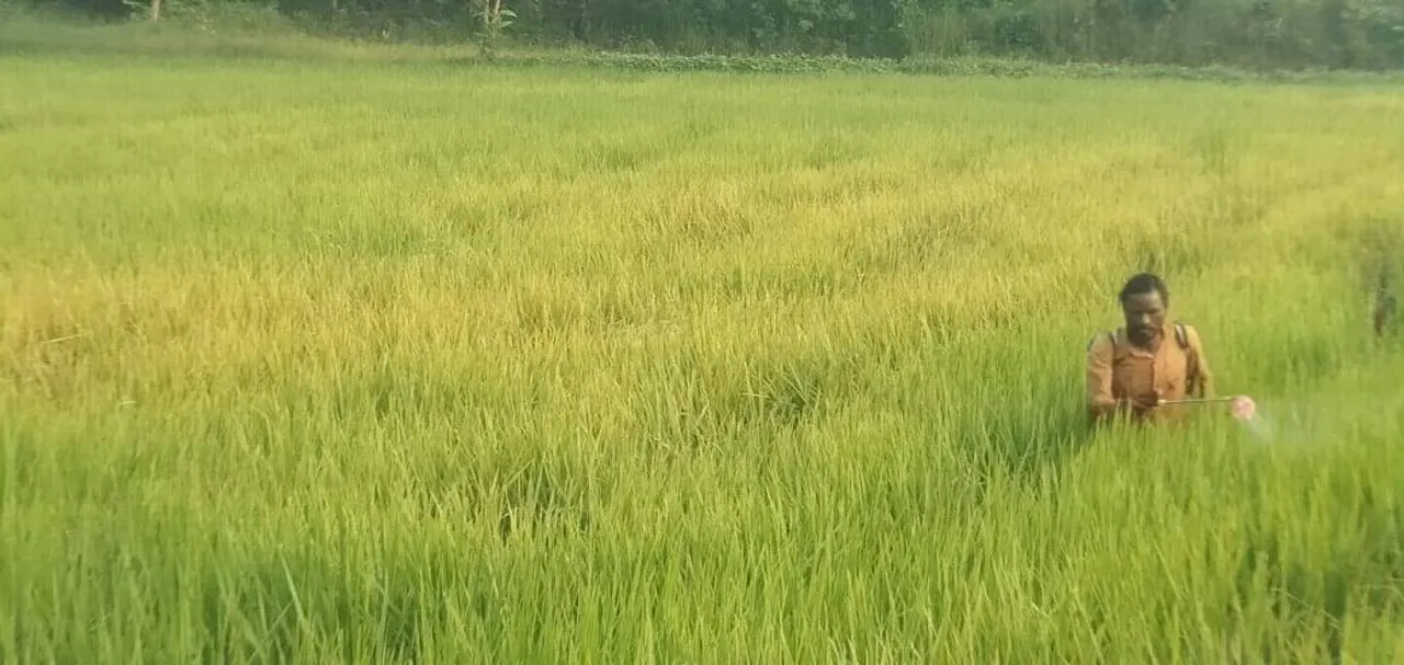  ଧାନଫସଲରେ ଚକଡ଼ା ପୋକ: ଚିନ୍ତାରେ ଚାଷୀ, କୃଷି ଅଧିକାରୀଙ୍କ ଦେଖାନାହିଁ