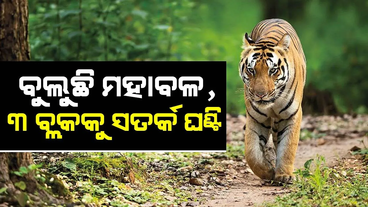  ଗଜପତିରେ ବୁଲୁଛି ମହାବଳ; ୩ ବ୍ଲକର ଗ୍ରାମବାସୀ ଆତଙ୍କିତ