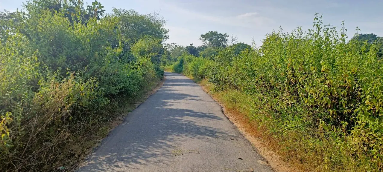  ଦୁଇ କଡ଼ରେ ଅନାବନା ଗଛ ଥିବାରୁ ରାସ୍ତା ଦେଖାଯାଉନି; ବଢୁଛି ଦୁର୍ଘଟଣା