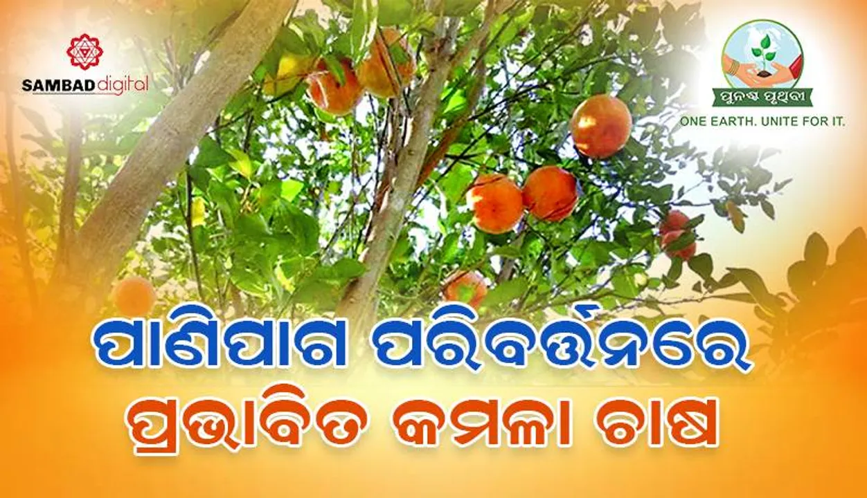  ପାଣିପାଗ ପରିବର୍ତ୍ତନରେ ପ୍ରଭାବିତ କମଳା ଚାଷ: ଅନୁଗୁଳ ମିଠା କମଳା ଏବେ ସ୍ବପ୍ନ